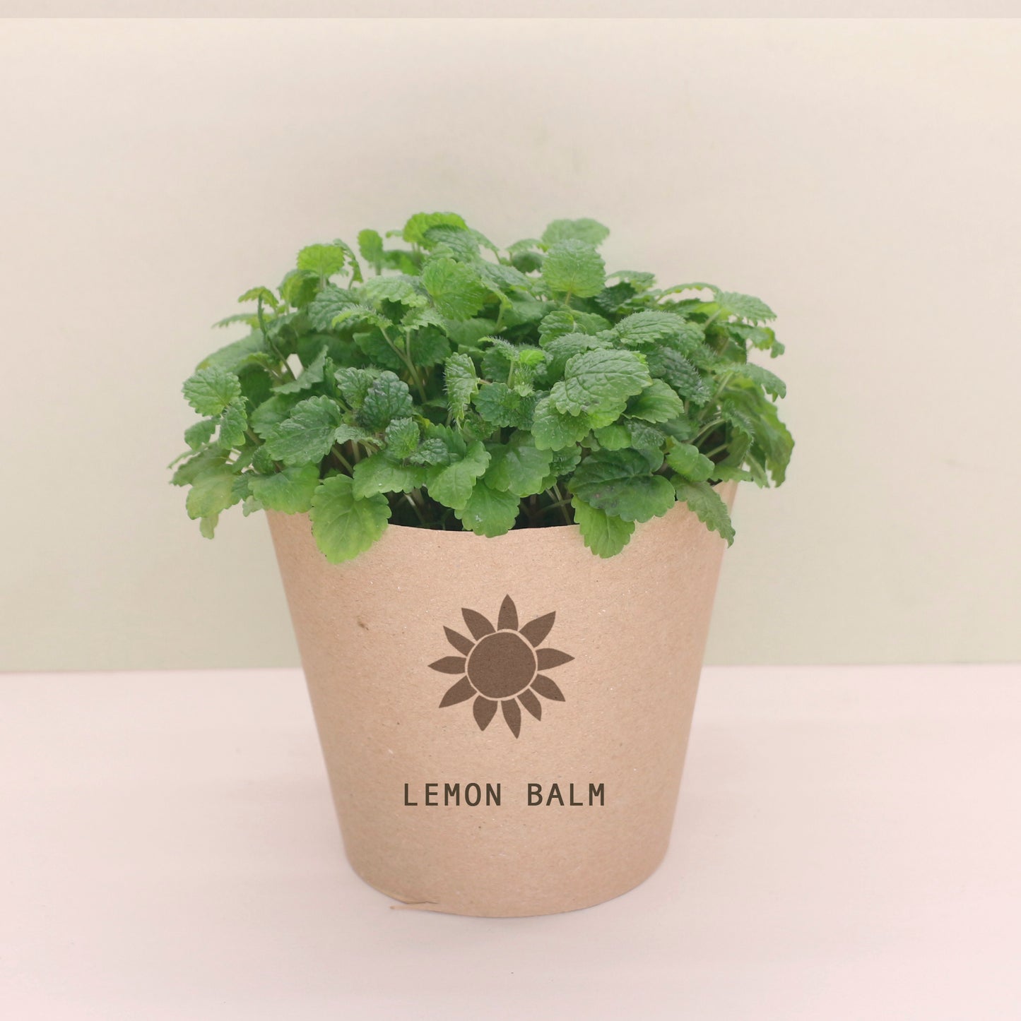 Living Micro Lemon Balm