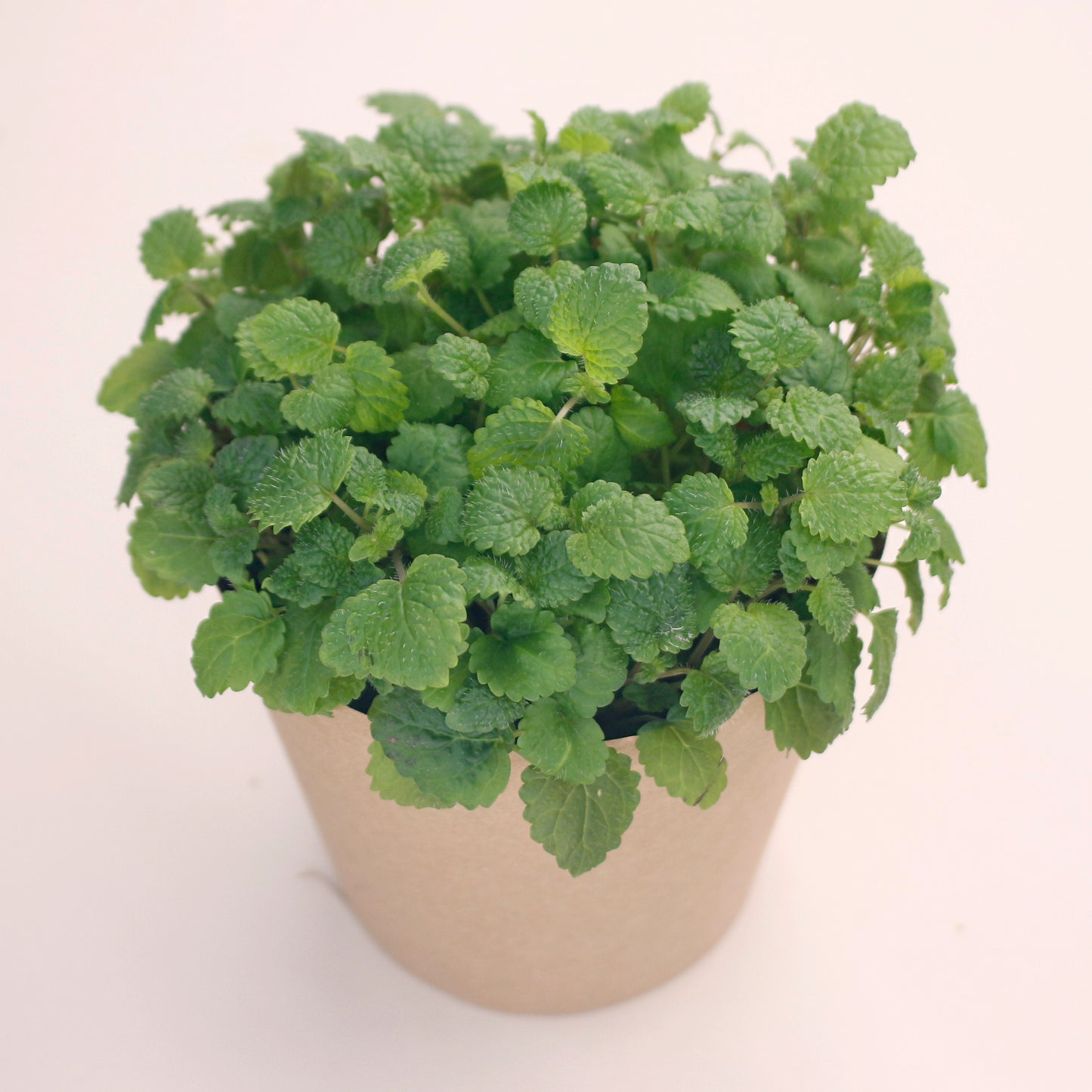 Living Micro Lemon Balm