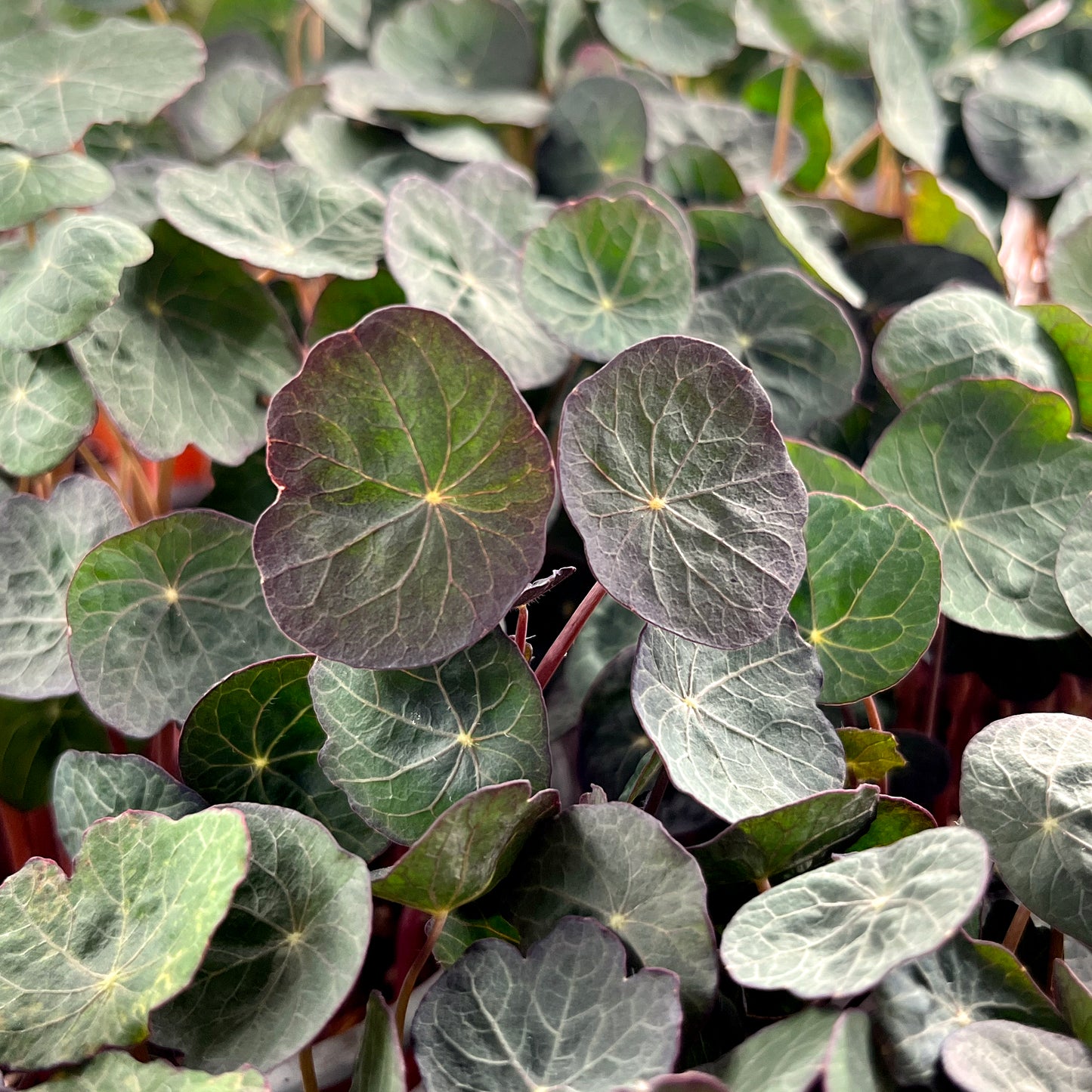 Living Micro Nasturtium