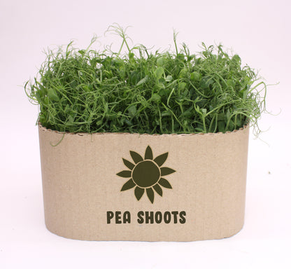 Living Pea Shoots Large