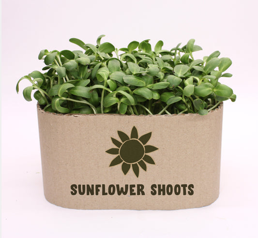 Living Sunflower Shoots Large